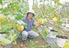 Ngành sản xuất rau quả Gia Lai: Tín hiệu vui từ thị trường