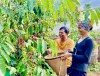 Cà phê Gia Lai tham gia chiến lược thương hiệu và tiếp thị sản phẩm mang chỉ dẫn địa lý Việt Nam