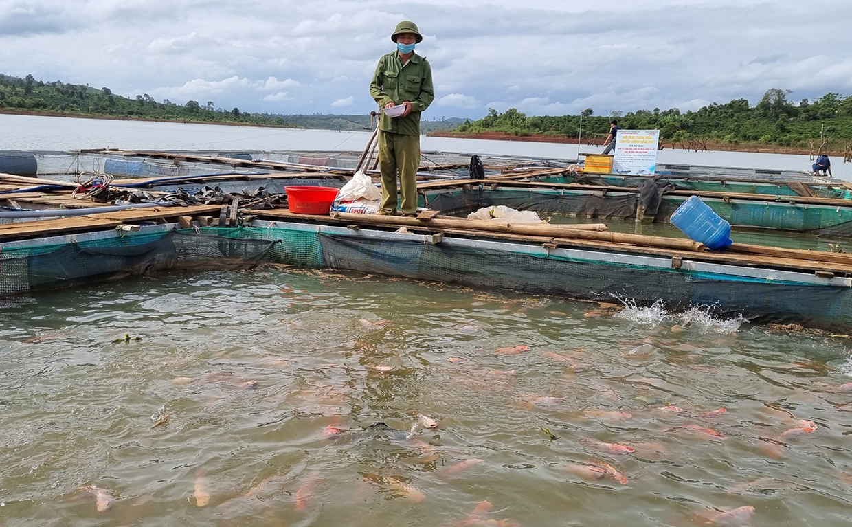 Ông Trịnh Khắc Dương-Giám đốc Hợp tác xã nông nghiệp và dịch vụ Đak Krong (huyện Đak Đoa) cho cá ăn. Ảnh: Hà Phương