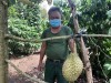 Mô hình trồng xen cây ăn quả trong vườn cà phê của ông Đặng Văn Kích (thôn Đại Ân 2, xã Ia Khươl, huyện Chư Păh) cho thu nhập cao. Ảnh: Lê Nam
