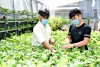 Mô hình trồng rau ứng dụng công nghệ cao tại phường Hoa Lư (TP. Pleiku) mang lại hiệu quả vượt trội. Ảnh: Đức Thụy
