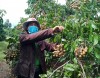 Kông Chro đẩy mạnh tái cơ cấu ngành nông nghiệp