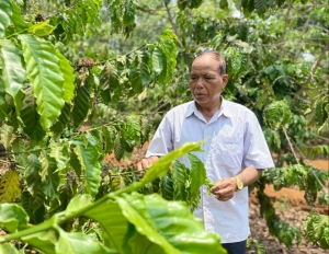Giá Cà phê tăng cao: Cơ hội cho nông dân tăng giá trị vườn cây