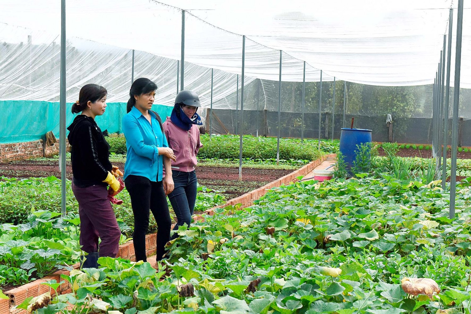 Hội viên nông dân xã Ia Nhin tham quan mô hình trồng rau sạch trong nhà lưới của gia đình ông Cao Đình Công (thôn 3).