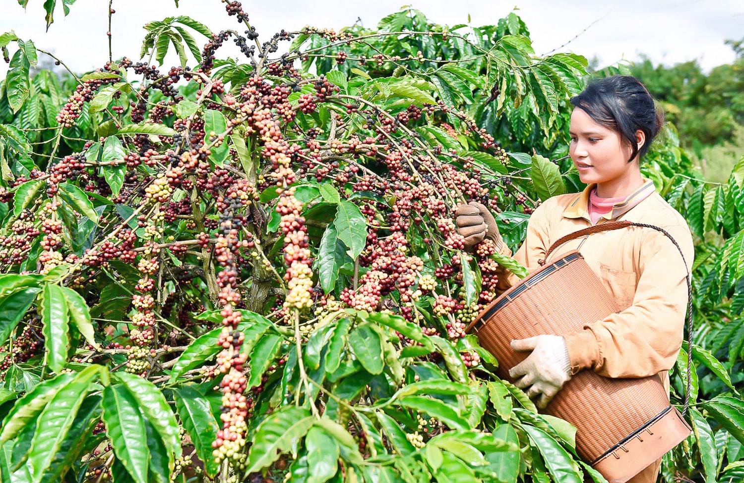 Nông dân huyện Ia Grai thu hoạch cà phê. Ảnh: Đức Thụy