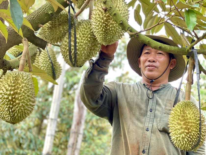 Giá sầu riêng tăng cao: Nông dân cẩn trọng chờ chốt hợp đồng